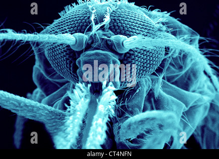 ANOPHELES GAMBIAE, SEM Stock Photo