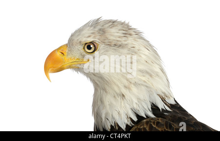 Head of bald eagle in profile view isolated over white background Stock Photo