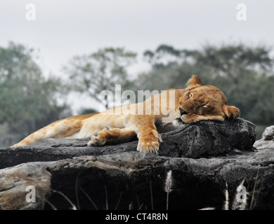 Female Lion Sleeping On The Rock Stock Photo