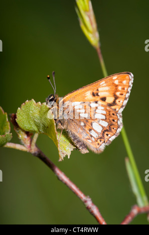 Duke of Burgundy Hamearis lucina butterfly Stock Photo