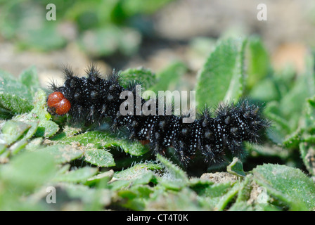 Rare Glanville Fritillary caterpillar (Melitaea cinxia) feeding on Buckshorn Plantain Stock Photo