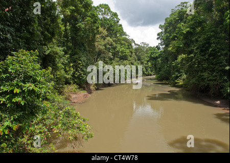 The beautiful jungle along the banks of the danum river, in the Danum valley, Malaysia, Borneo Stock Photo