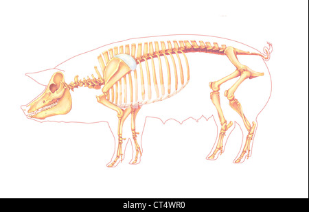 PIG ANATOMY, DRAWING Stock Photo - Alamy