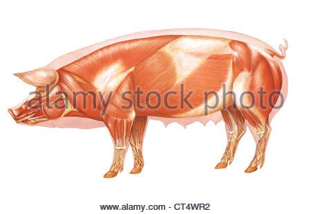 PIG ANATOMY, DRAWING Stock Photo: 48418715 - Alamy