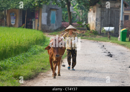 A Vietnamese farmer walks her water buffalo on September 3, 2010 in Duong Lam Village, Vietnam. Stock Photo