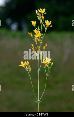 SLENDER ST JOHN’S-WORT Hypericum pulchrum (Clusiaceae) Stock Photo