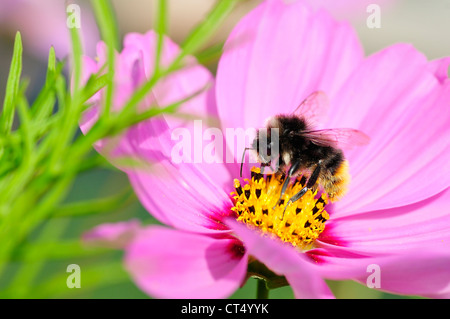 Macro of honey bee (Apis) feeding on pink cosmos flower Stock Photo