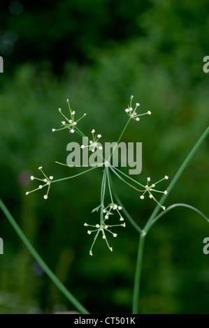 CORN PARSLEY Petroselinum segetum (Apiaceae) Stock Photo