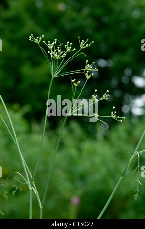 CORN PARSLEY Petroselinum segetum (Apiaceae) Stock Photo