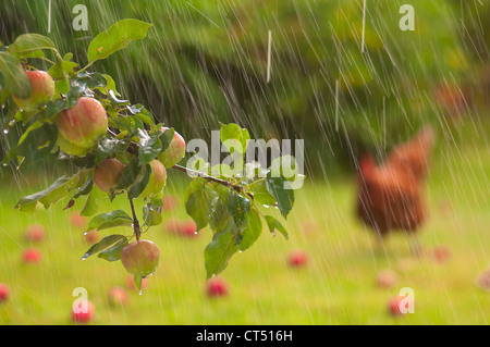 A wet English Summer garden complete with rain, apples and a chicken. Stock Photo