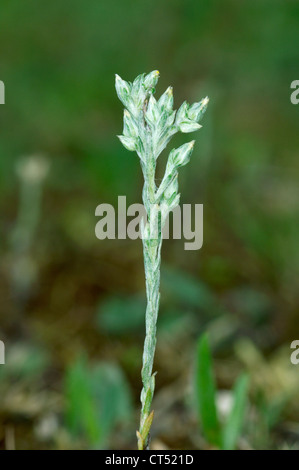 SMALL CUDWEED Filago minima (Asteraceae) Stock Photo