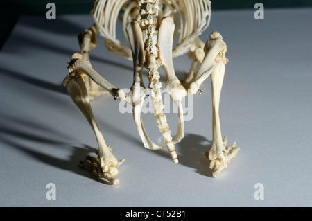 HEDGEHOG SKELETON Stock Photo