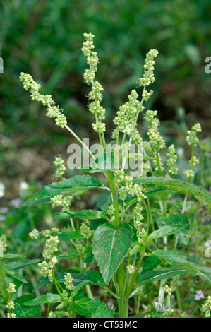 ANNUAL MERCURY Mercurialis annua (Euphorbiaceae) Stock Photo