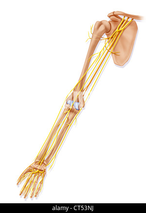 ARM NERVE, DRAWING Stock Photo