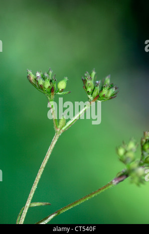 NARROW-FRUITED CORNSALAD Valerianella dentata (Valerianaceae) Stock Photo