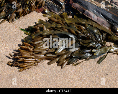 Spiral wrack, Fucus spiralis seaweed, UK Stock Photo