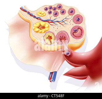 OVARIAN CYCLE, DRAWING Stock Photo