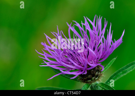 The purple flower of common knapweed UK Stock Photo