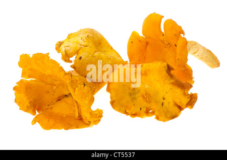 Fresh Chanterelle mushrooms - studio shot with a white background Stock Photo