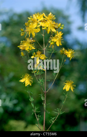 PERFORATE ST JOHN’S-WORT Hypericum perforatum (Clusiaceae) Stock Photo