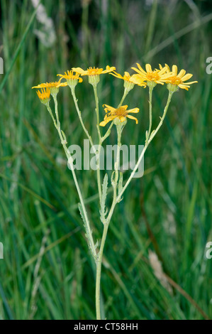 MARSH RAGWORT Senecio aquaticus (Asteraceae) Stock Photo