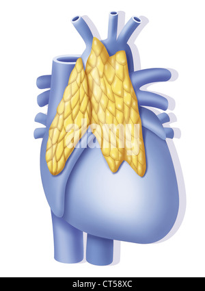 THYMUS GLAND, DRAWING Stock Photo