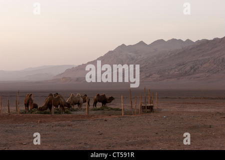 Camels in a pen with Fire Mountain in the background, near Turpan, Xinjiang, China Stock Photo