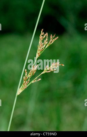 HARD RUSH Juncus inflexus (Juncaceae) Stock Photo