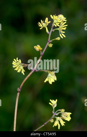 LESSER MEADOW-RUE Thalictrum minus (Ranunculaceae) Stock Photo