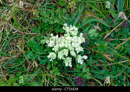 HONEWORT Trinia glauca (Apiaceae) Stock Photo