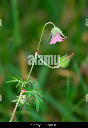 LONG-STALKED CRANE’S-BILL Geranium columbinum (Geraniaceae) Stock Photo