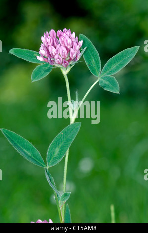ZIGZAG CLOVER Trifolium medium (Fabaceae) Stock Photo