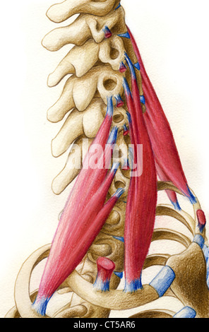 Scalenus medius Stock Photo - Alamy