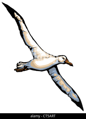 albatross-ct5art.jpg