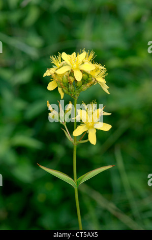 PALE ST JOHN’S-WORT Hypericum montanum (Clusiaceae) Stock Photo