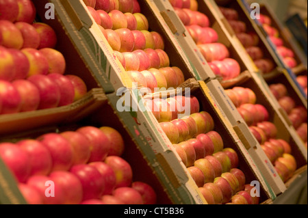 Boxes of different apple varieties Stock Photo