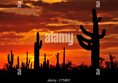 Ironwood Forest National Monument at sunset in the Sonoran Desert near Eloy, Arizona, USA. Stock Photo