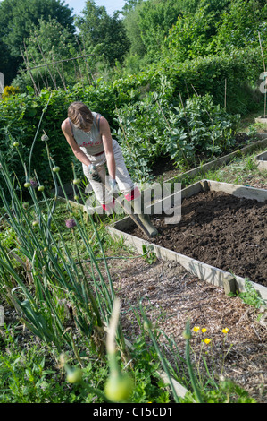 a middle aged woman working on her allotment garden, Wales UK Stock Photo