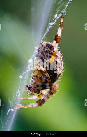 A female garden spider (Araneus diadematus) in the centre of its web, in a garden in Belvedere, Kent. September. Stock Photo