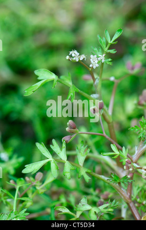 LESSER MARSHWORT Apium inundatum (Apiaceae) Stock Photo
