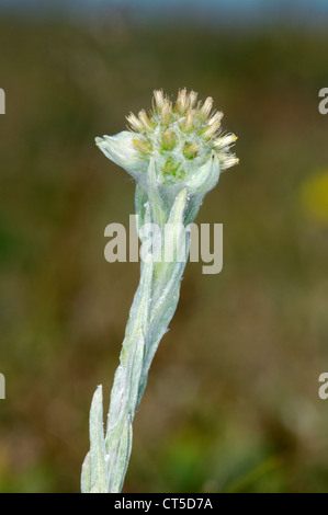COMMON CUDWEED Filago vulgaris (Asteraceae) Stock Photo