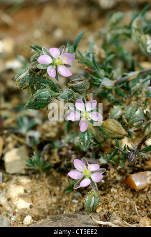 SAND SPURREY Spergularia rubra (Caryophyllaceae) Stock Photo