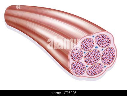 SKELETAL MUSCLE, ILLUSTRATION Stock Photo - Alamy