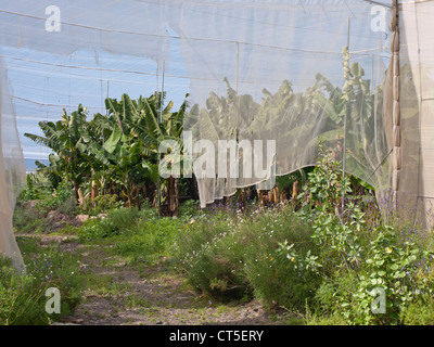 Banana plantation with sunshade cover in Tenerife Spain Stock Photo