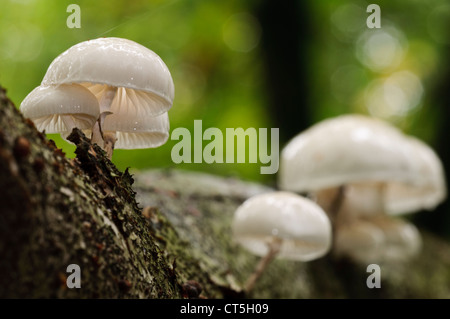 A group of porcelain fungi (Oudemansiella mucida) growing on a beech tree in Clumber Park, Nottinghamshire. October. Stock Photo