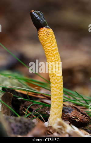 A dog stinkhorn (Mutinus caninus) growing in Clumber Park, Nottinghamshire. October. Stock Photo