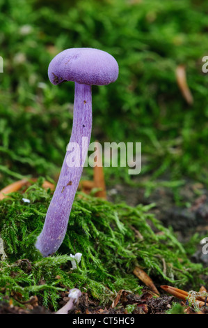 An amethyst deceiver (Laccaria amethystina) growing from mossy ground in Clumber Park, Nottinghamshire. October.