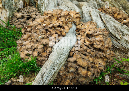 A large hen of the woods fungus (Grifola frondosa) growing from the roots of a dead tree in Clumber Park, Nottinghamshire. Stock Photo