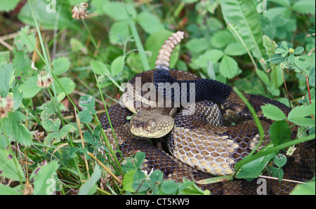 A yellow phase timber rattlesnake Stock Photo