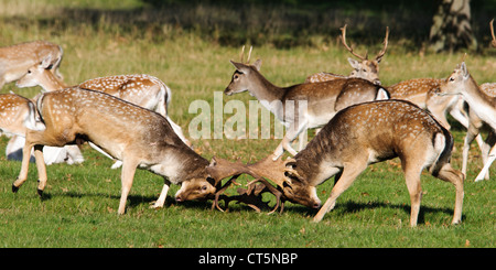 Two fallow deer (Dama dama) bucks rutting in Richmond Park. October.